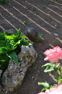 A garden outside Ammos Apartments