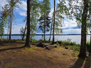 un groupe d'arbres devant une masse d'eau dans l'établissement Rantamökki Naava, à Hämeenlinna