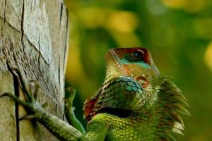 a lizard is peeking out from behind a tree at Singharaja Garden AGRO ECO Lodge in Pelawatta +99 photos
