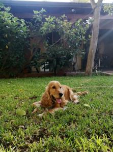 un chien brun couchant sur l'herbe dans la cour dans l'établissement La Casetta del Melograno, à Mondello