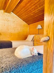 un gatto bianco sdraiato su un letto in una stanza di Casa da Venda Spa - Vista Gerês a Montalegre