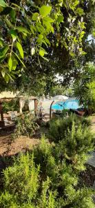 Zahrada ubytování Agriturismo e Glamping Serraiola Alta