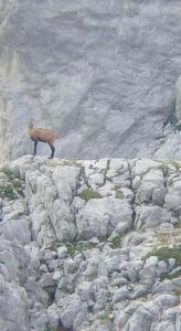 una cabra parada en la cima de una montaña rocosa en Residence: Quku i Valbones en Valbonë