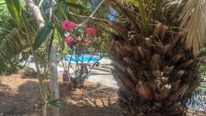a palm tree with pink flowers in front of a pool at Prime Rose in Saint-Aygulf