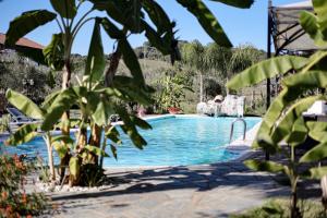 una piscina en un patio con árboles en Agriturismo Il Pozzo, en Casal Velino