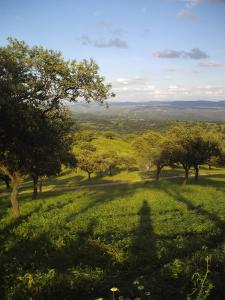 a green field with trees and shadows in the grass at El Añadío in Vilches
