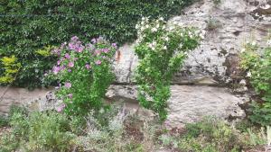 Zahrada ubytování Gite des Belles Fontaines