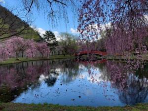 einen Teich in einem Park mit einer Brücke und blühenden Bäumen in der Unterkunft Ryokan Yuzawa - Vacation STAY 14222v in Yuzawa