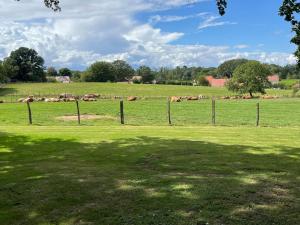 un branco di vacche in un campo dietro una recinzione di CHEZ NOUNOU a Souvans