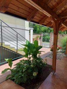 a patio with a wooden pergola and a plant at Apartman Kovač-Bilje in Bilje