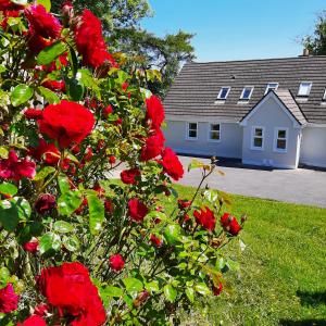 un cespuglio di rose rosse di fronte a una casa di Abhainn Ri Cottages a Blessington