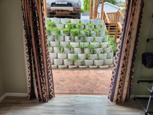 a wall of potted plants in a living room at Knysna Holiday Armadillo in Knysna +2 photos