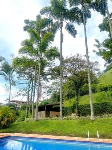 a group of palm trees and a swimming pool at Espectacular casa campestre in Pereira