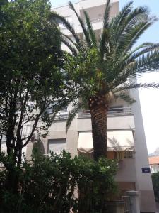 eine Palme vor einem Gebäude in der Unterkunft Lucia Apartment in Budva
