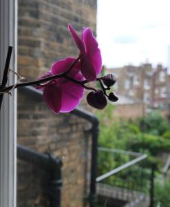 a purple flower sitting on a window sill at Fabulous Stay in Primrose Hill in London