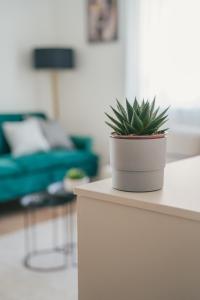 a potted plant sitting on a table in a living room at BP Serviced Apartment in Budapest