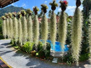 una fila de plantas de cactus en un jardín en Amy Village Garden Resort, en Lamai
