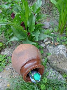 ロゼネッツにあるGuest House Kotvaの地面に植物を置く花瓶