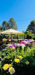 維多利亞的住宿－Garden home in Victoria -Beautiful home in Victoria，花园里种有鲜花的桌子和遮阳伞