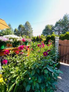 a garden filled with lots of pink flowers at Garden home in Victoria -Beautiful home in Victoria in Victoria