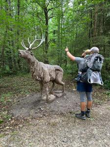 Zvířata v apartmánu nebo okolí