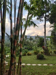 Abian view house外面的花园