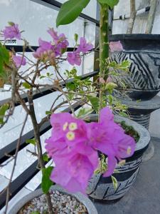 Zahrada ubytování RINA Guest House Pacitan