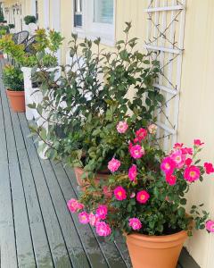 un bouquet de fleurs roses en pots sur une terrasse couverte dans l'établissement Banbridge Inn, à Charlottetown