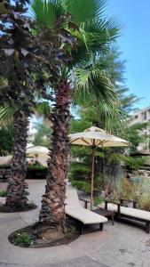 two palm trees and a bench and an umbrella at Wonderful Deluxe Appartement in Cascadas Family Resort in Sunny Beach