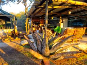 a plant in front of a porch with chairs at Aloes Rest Camp in Marloth Park