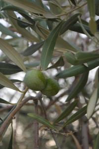 Gallery image of Lily's studio in Vathí