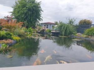 a pond with goldfish in a yard with a house at FeWo beim Oldtimer in Rees