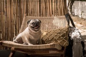 a pug dog sitting in a chair with a pillow at Tarsia Homes & Suites in Kalamaki