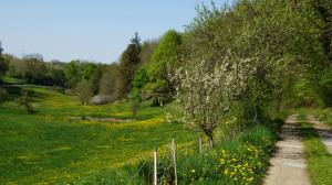 a field with a fence and a tree with white flowers at Zum Alten Eselstall 