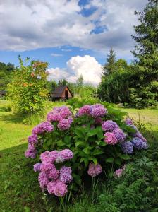 a bunch of purple flowers in the grass with a house in the background at Stara Khata Карпати in Sheshory