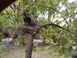 a monkey sitting in a nest on a tree at Inn On The Bay in Pasikuda