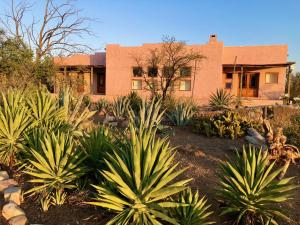 a house with a bunch of plants in front of it at AGAVE HOUSE in Prince Albert