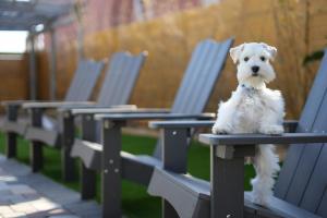 a small white dog sitting on a bench at Island Charmer Davis Shores, Pets, Firepit in Saint Augustine