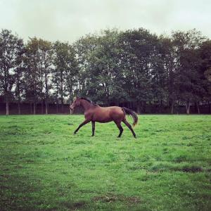 un cavallo bruno che corre in un prato di La Ferme au colombier a NÃ©ron