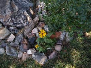 a yellow flower in a pile of rocks at The Charin Inn in Clearfield