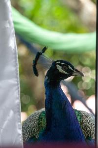 un pavo real con su cola en el aire en Colores de la Sierra, en Minca
