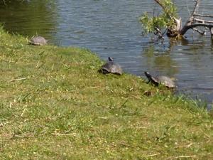 um grupo de tartarugas sentadas na relva perto da água em Oceanview Inn - Emerald Isle em Emerald Isle