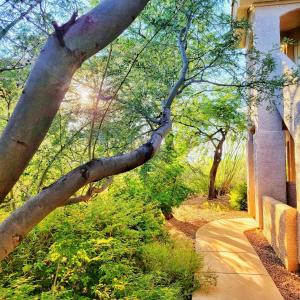 Ein Baum, der sich über einen Bürgersteig neben einem Gebäude lehnt in der Unterkunft Luxury 3BD/2BA Home Near Tucson w/ Desert Views in Oro Valley