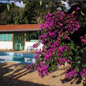 krzak fioletowych kwiatów obok basenu w obiekcie Pousada NAIF w mieście São Lourenço