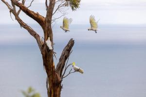 dois pássaros estão voando em torno de uma árvore em Dream Views at Arthurs Seat B & B em Arthurs Seat