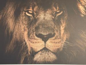 ElsterheideSprem0602的狮子脸上的近身