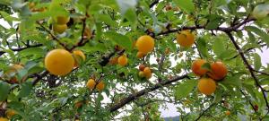a bunch of oranges hanging from a tree at A Casa da Rapariga de Cabelo Azul in Manteigas