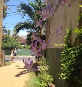 un montón de flores púrpuras al lado de una pared en New Manik Homestay, en Negombo