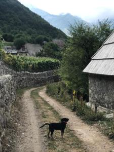 Domácí mazlíčci ubytovaní s hosty v ubytování Marash Rrgalla Guesthouse