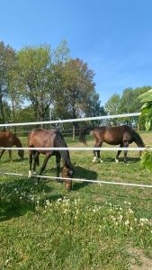 a group of horses grazing in a field at Pełnikowe Zacisze in Bobolice